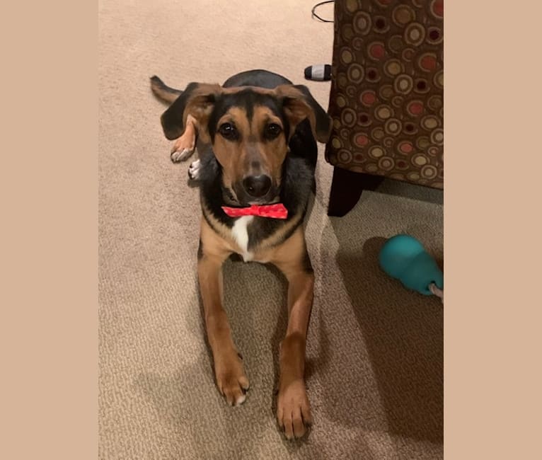 Coonhound hotsell shepherd mix