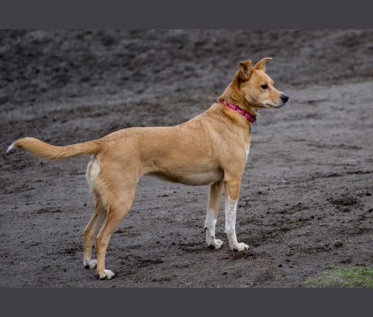 Zoe, an Australian Cattle Dog and Rat Terrier mix tested with EmbarkVet.com