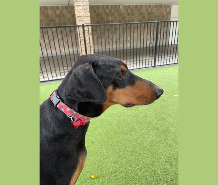 Dolly, a Doberman Pinscher (4.8% unresolved) tested with EmbarkVet.com