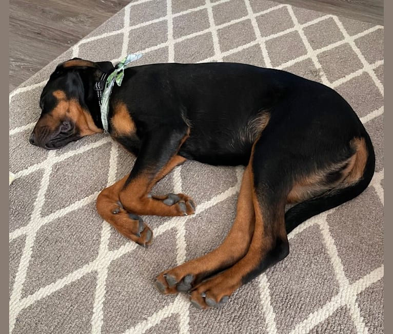 Tucker, a Rottweiler and Black and Tan Coonhound mix tested with EmbarkVet.com