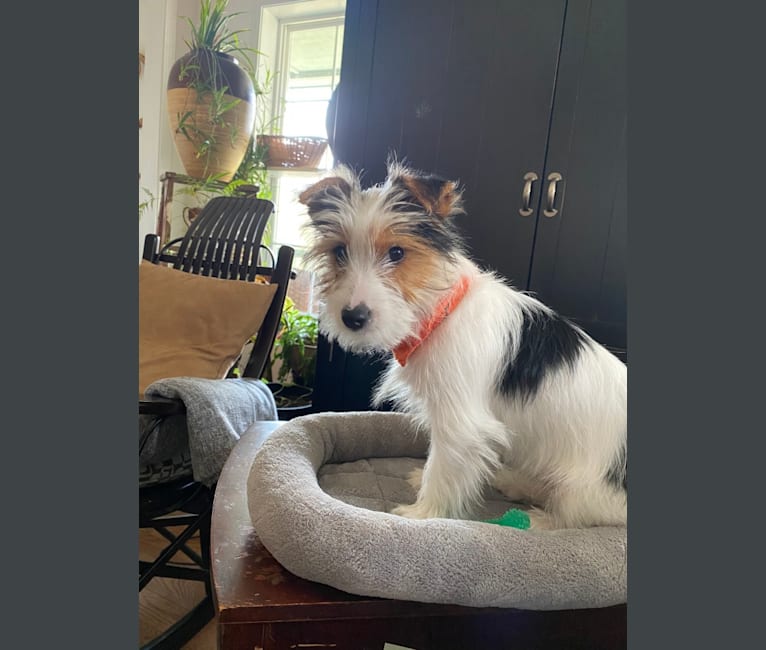 Wren, a Yorkshire Terrier tested with EmbarkVet.com