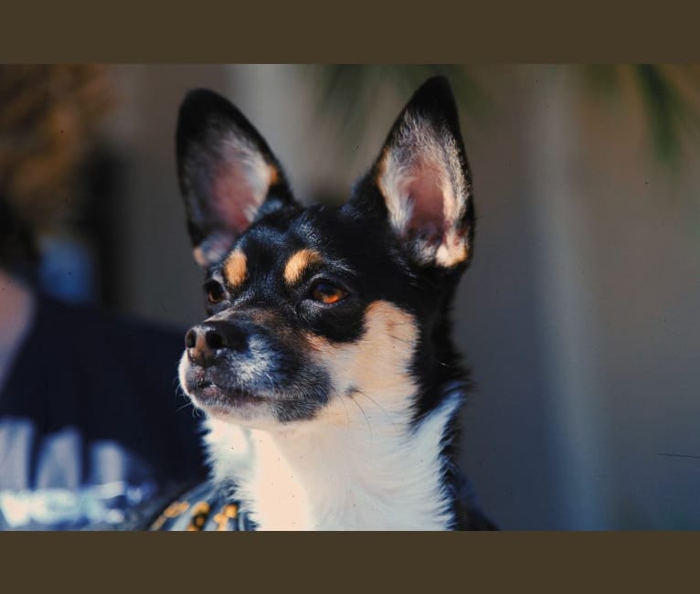 Petrie Elloise, a Chihuahua and Pomeranian mix tested with EmbarkVet.com