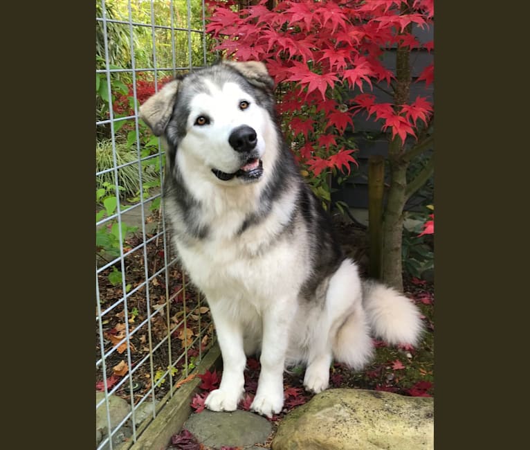 Yukon, an Alaskan Malamute and German Shepherd Dog mix tested with EmbarkVet.com