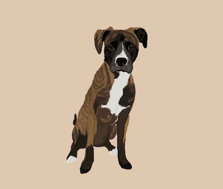 Dax, an American Pit Bull Terrier and Boxer mix tested with EmbarkVet.com