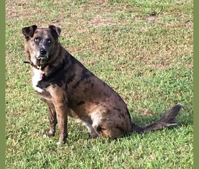 Skyye, a Catahoula Leopard Dog and Chow Chow mix tested with EmbarkVet.com