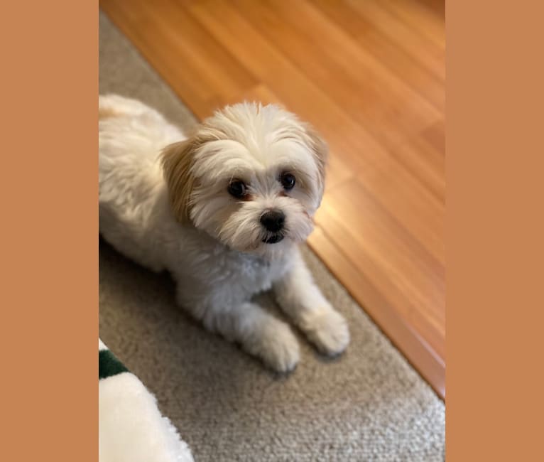 Half maltese half shih tzu shop