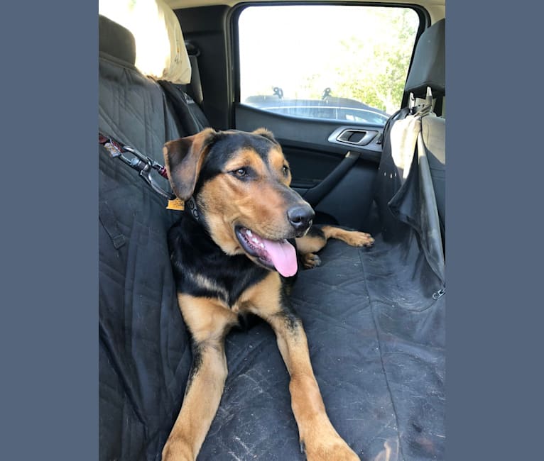 Huntaway dog clearance