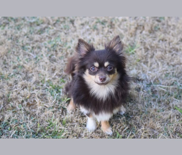 Wyatt, a Chihuahua tested with EmbarkVet.com