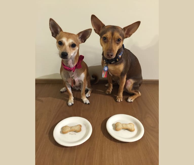 Indiana, a Chihuahua and Russell-type Terrier mix tested with EmbarkVet.com