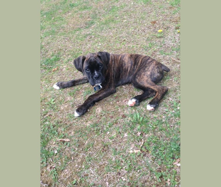Murray, a Boxer tested with EmbarkVet.com