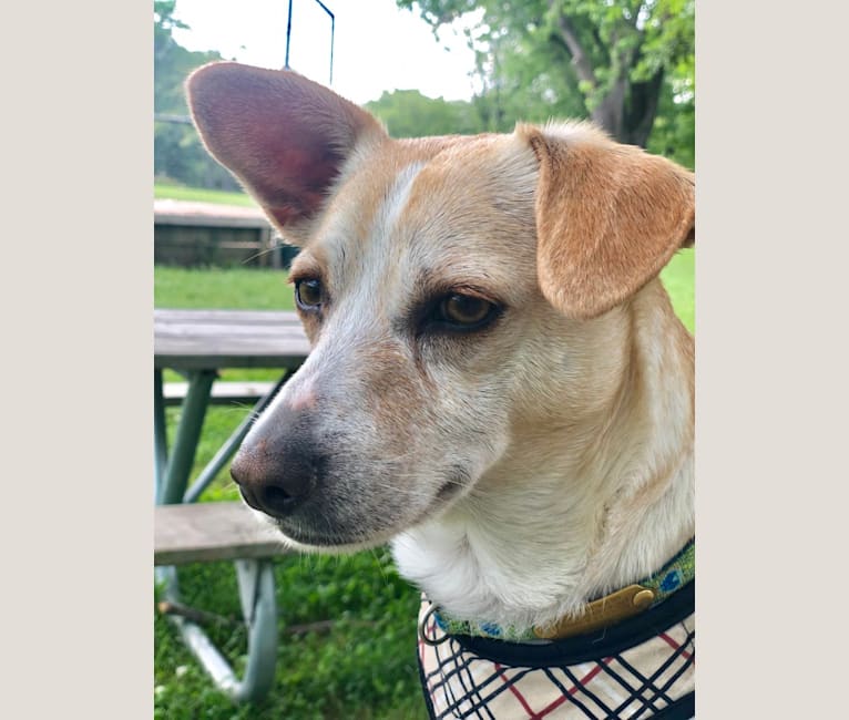 Photo of Banana, a Chihuahua, Poodle (Small), Boston Terrier, and Mixed mix in Tennessee, USA