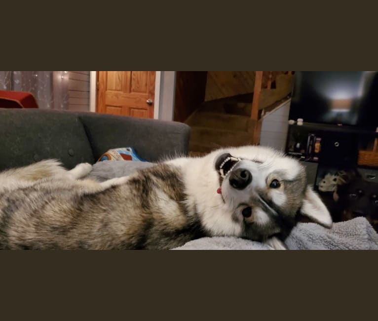 Kai, a Siberian Husky tested with EmbarkVet.com