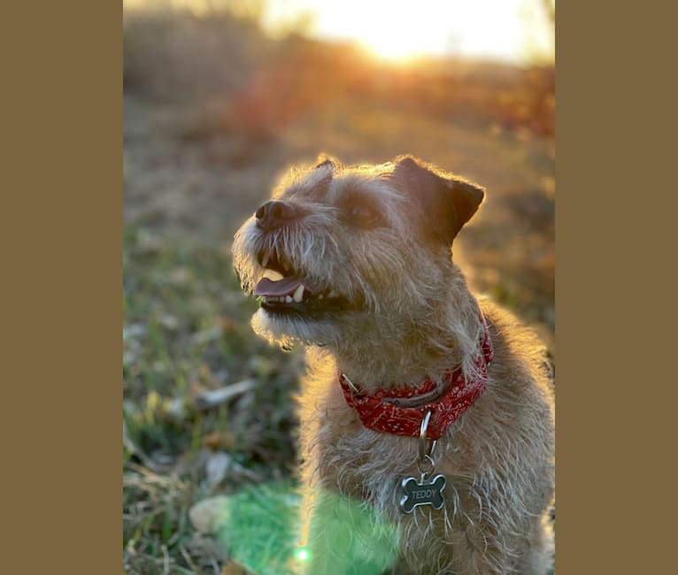 Teddy, a Border Terrier tested with EmbarkVet.com