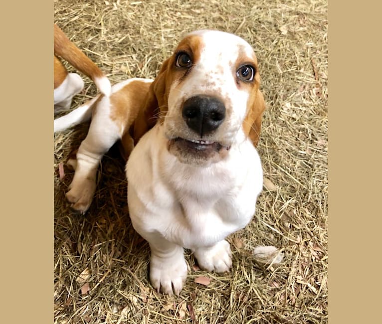 Benton basset hound top