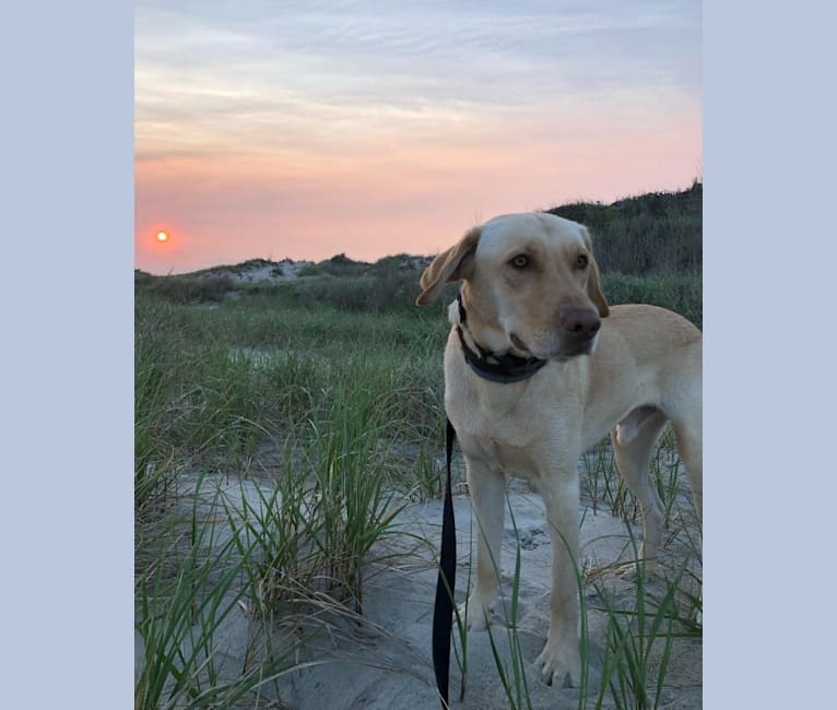 Photo of Gus, a Labrador Retriever  in Louisiana, USA