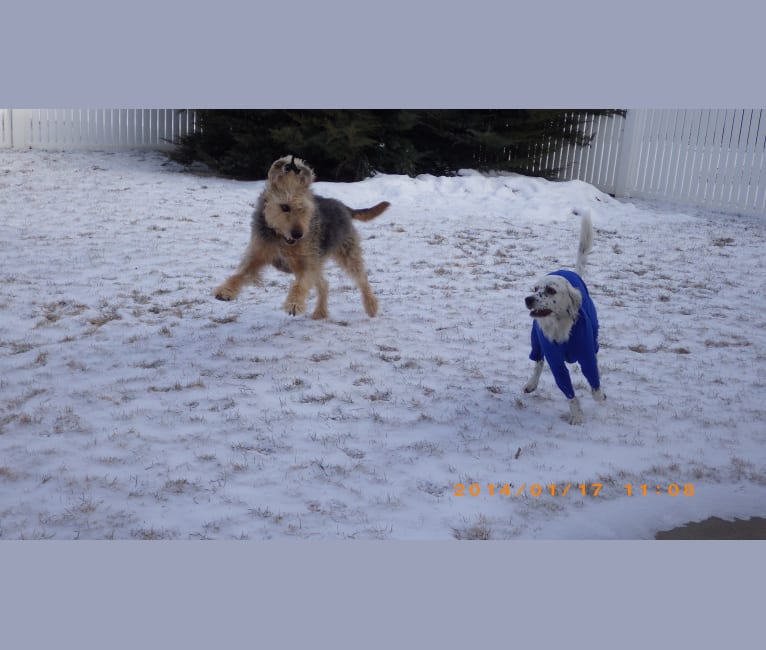 Photo of Sunny, an Airedale Terrier and Bluetick Coonhound mix in Bloomington, Illinois, USA