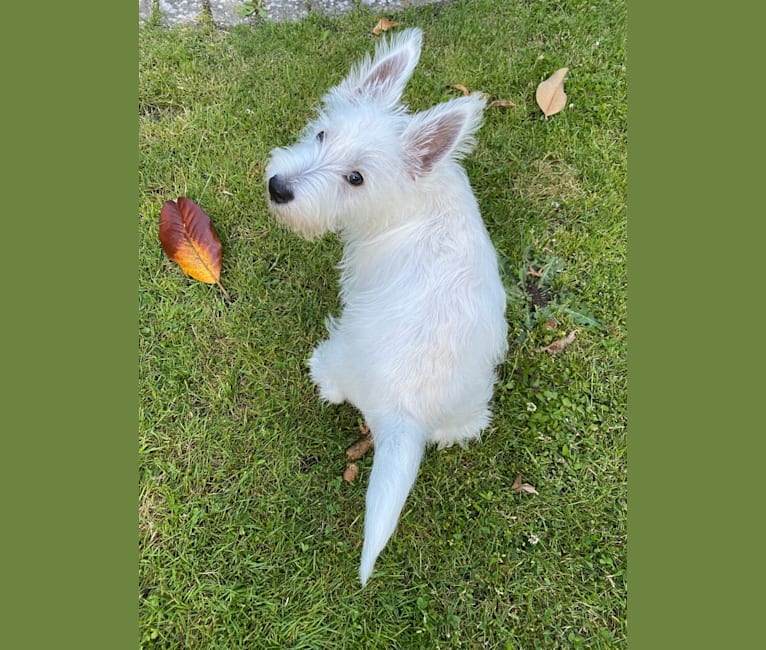 Ding Ding, a West Highland White Terrier tested with EmbarkVet.com