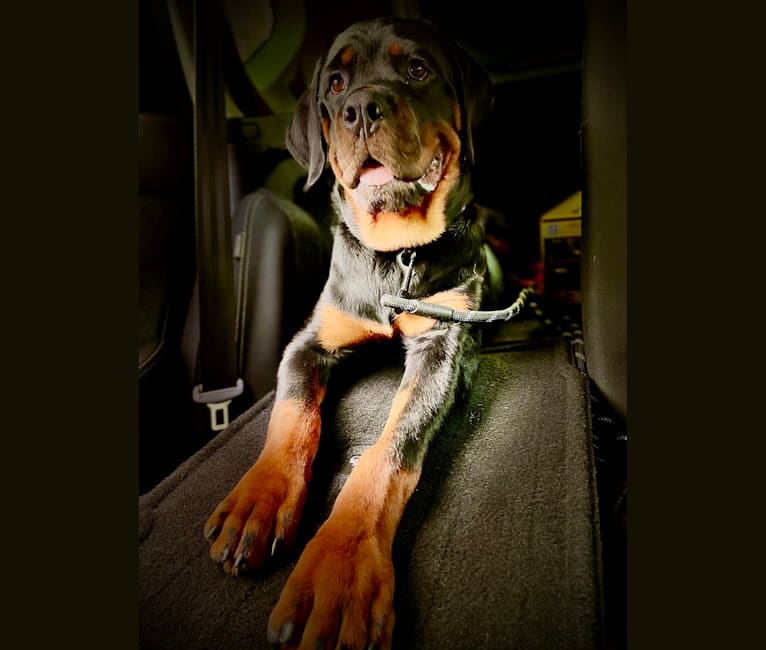 Chompy, a Rottweiler tested with EmbarkVet.com