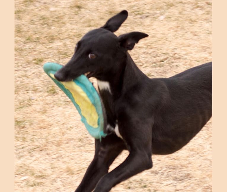 Lava, a Whippet tested with EmbarkVet.com