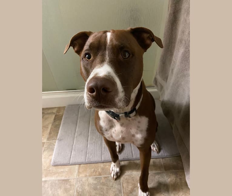 Embark Dog DNA Test Breed