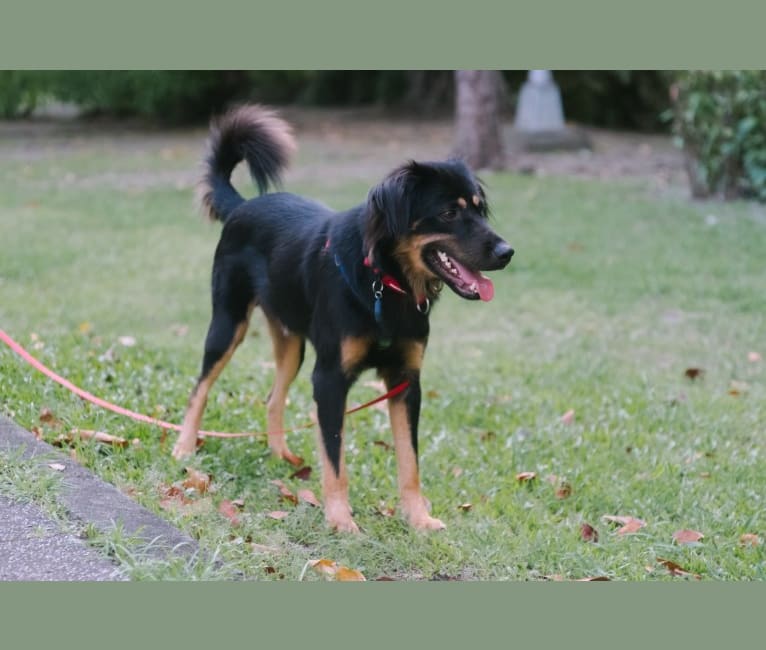 Maro, a Formosan Mountain Dog tested with EmbarkVet.com