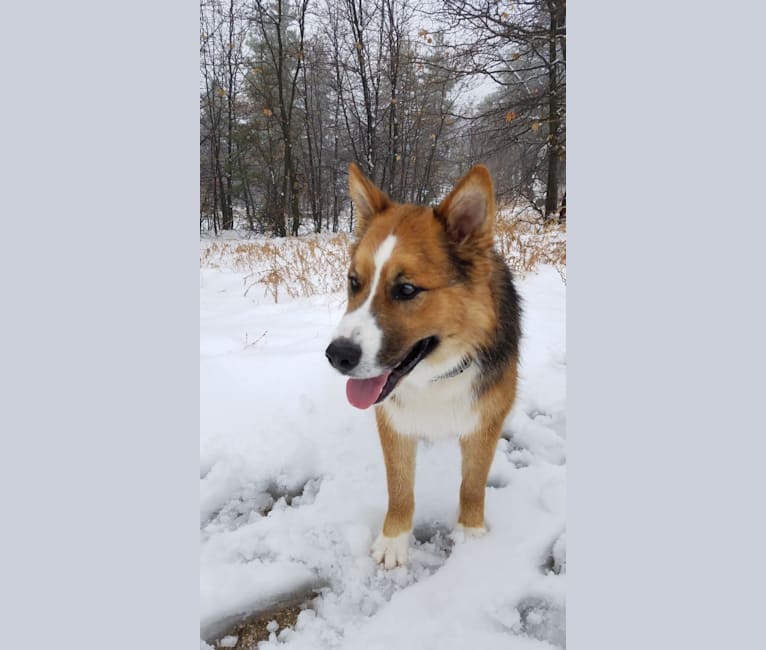 Anderson, a Siberian Husky and Australian Cattle Dog mix tested with EmbarkVet.com