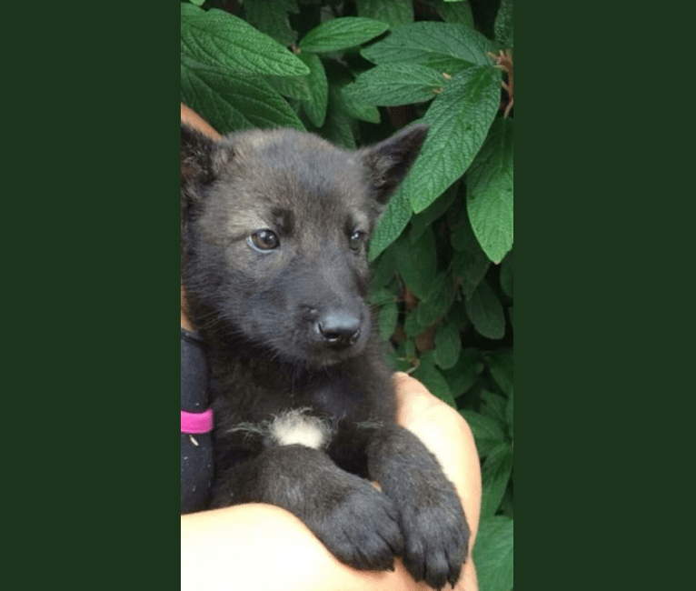 german shepherd husky coyote mix
