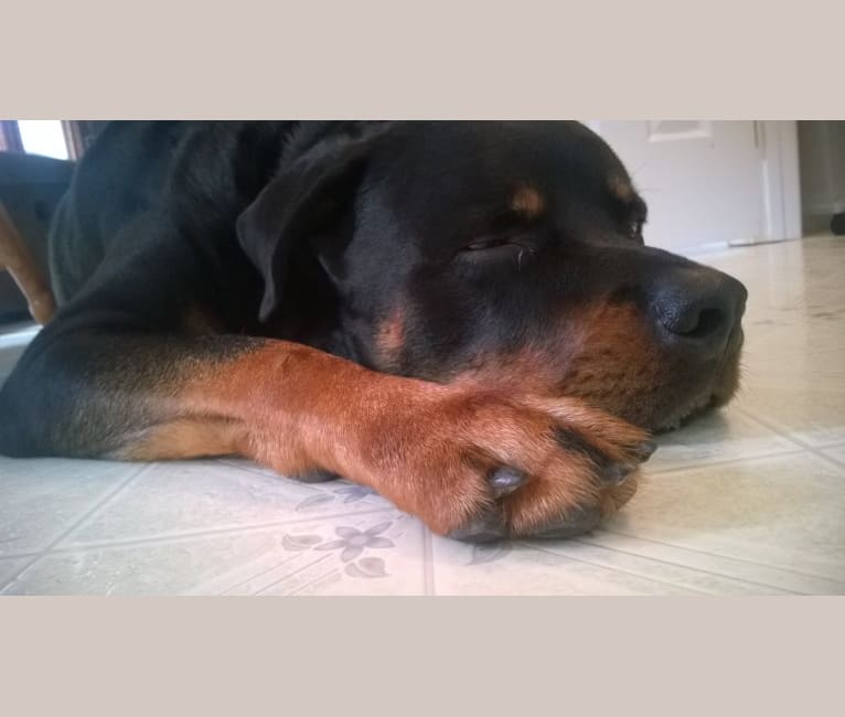 Augustus, a Rottweiler tested with EmbarkVet.com