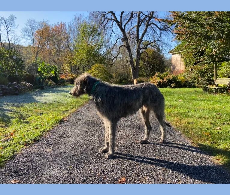 Photo of Noble, an Irish Wolfhound  in 9766 Marble Road, Machias, NY, USA