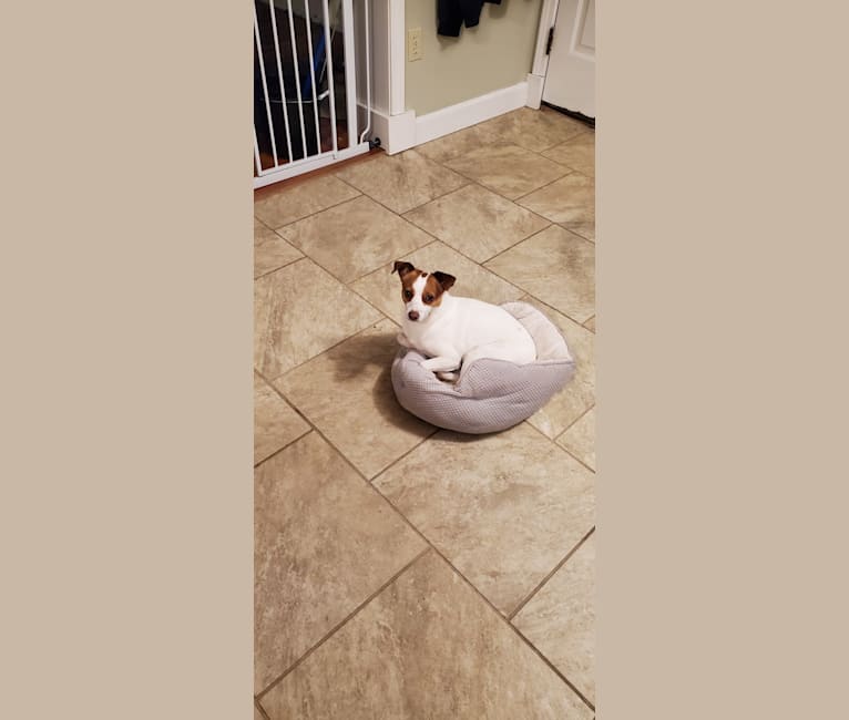 Ellie, a Chihuahua and Pomeranian mix tested with EmbarkVet.com