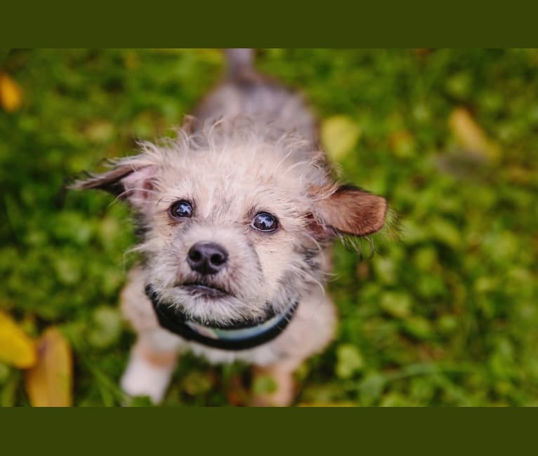 Bernie, a Chihuahua and Poodle (Small) mix tested with EmbarkVet.com