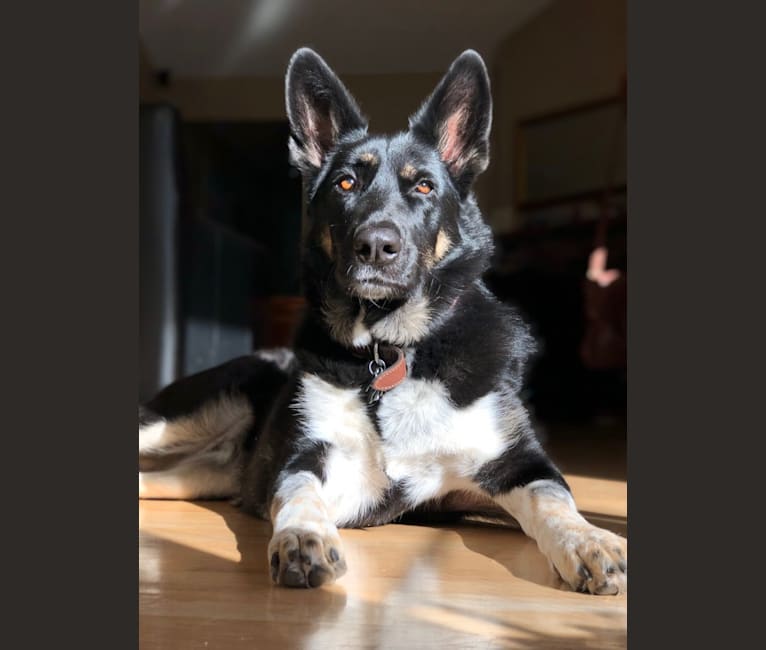 Great pyrenees german shepherd mix online
