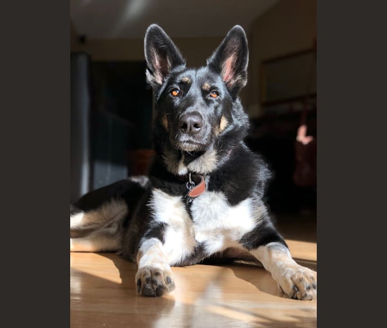 Pansy, a German Shepherd Dog and Great Pyrenees mix tested with EmbarkVet.com