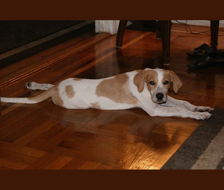 Spencer, a Bluetick Coonhound and Labrador Retriever mix tested with EmbarkVet.com