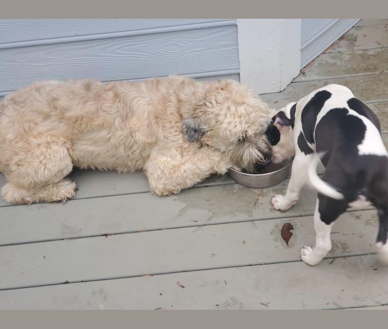 Heartland classics wheatens top