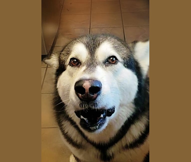 Tonka, an Alaskan Malamute tested with EmbarkVet.com