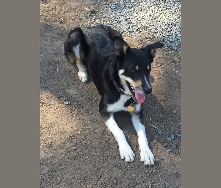 Ollie, a Border Collie tested with EmbarkVet.com