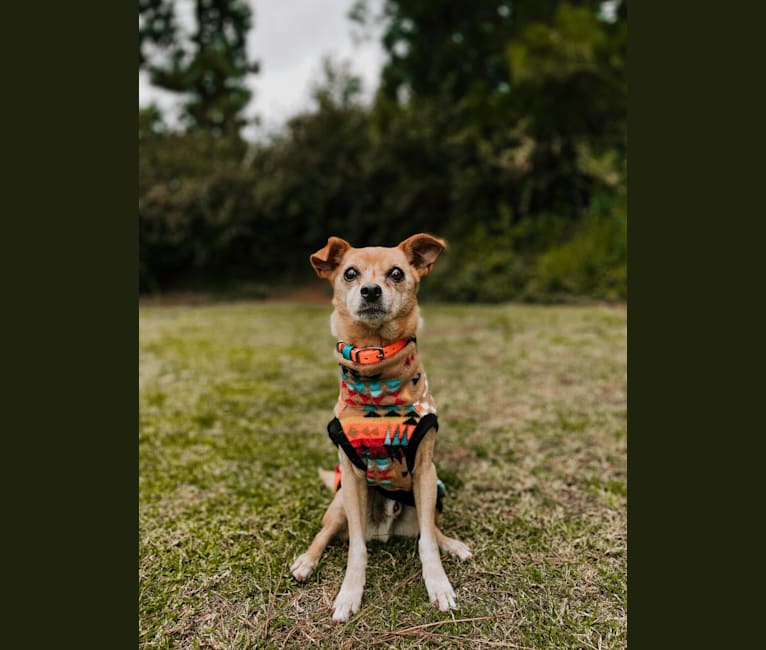Rocky, a Chihuahua and Miniature Pinscher mix tested with EmbarkVet.com