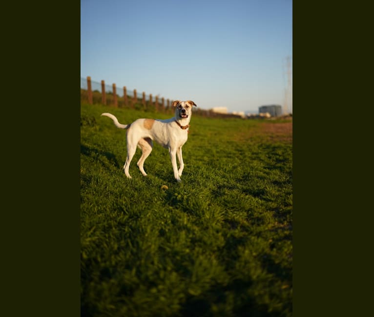 Photo of Callie, a Great Pyrenees, German Shepherd Dog, Boxer, and Mixed mix in Folsom, California, USA