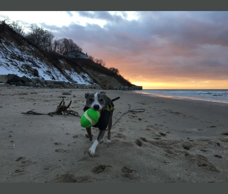 Rocko, an American Pit Bull Terrier tested with EmbarkVet.com