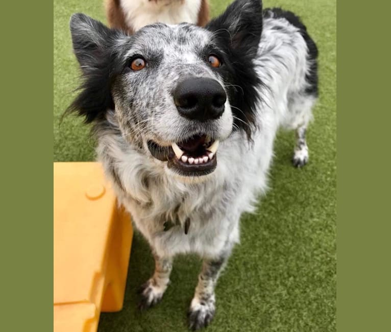 Henry, a Border Collie and German Shepherd Dog mix tested with EmbarkVet.com