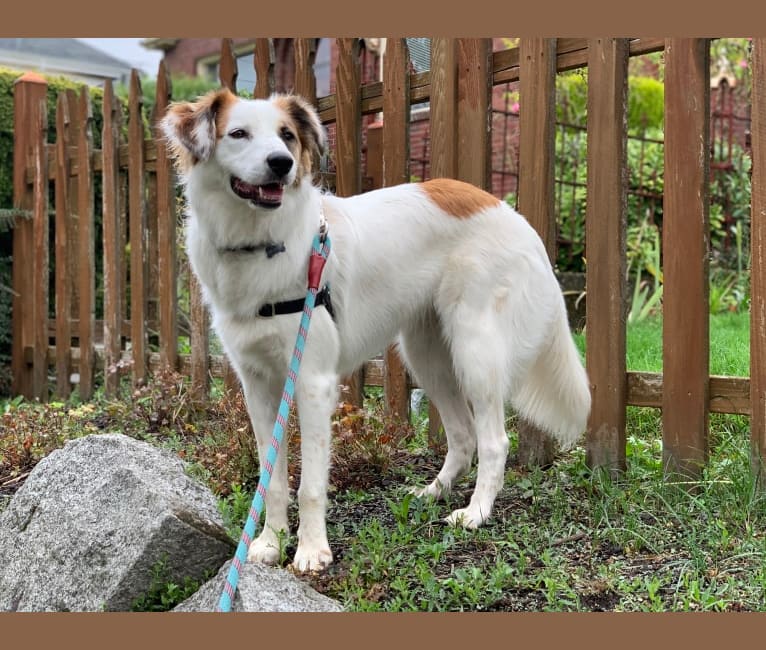 Freesia, a Great Pyrenees and Miniature/MAS-type Australian Shepherd mix tested with EmbarkVet.com