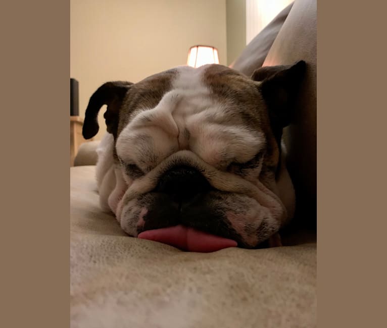 Maisie, a Bulldog tested with EmbarkVet.com