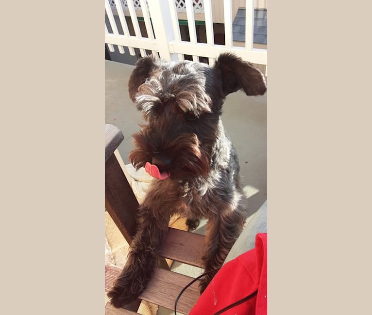 Syd Knight, a Miniature Schnauzer and Poodle (Small) mix tested with EmbarkVet.com