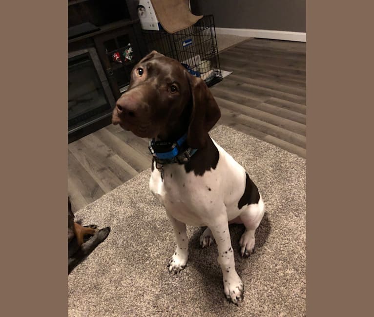 Wrangler, a German Shorthaired Pointer tested with EmbarkVet.com