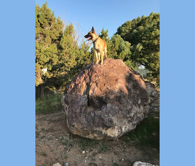 Photo of Aiden, a German Shepherd Dog and Belgian Malinois mix in Hildale, Utah, USA