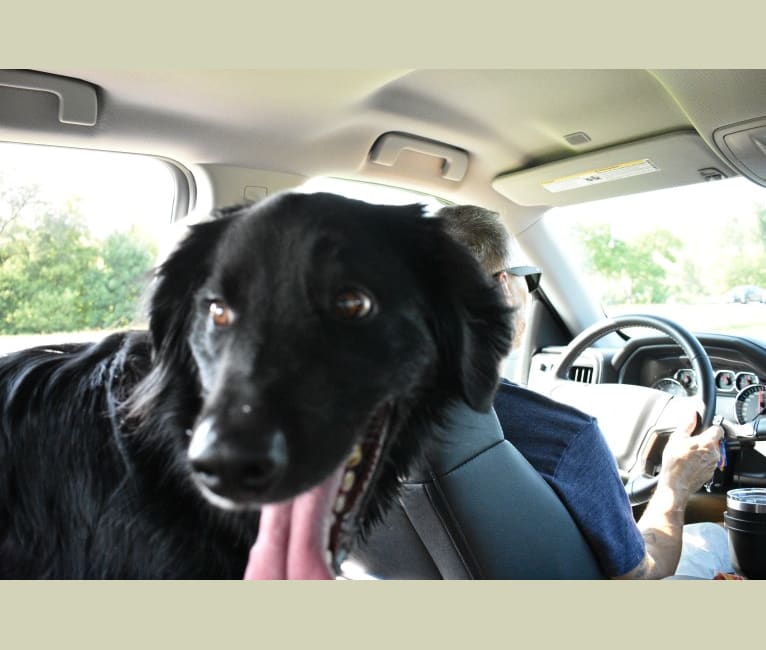 Dwayne, a Bernese Mountain Dog and Labrador Retriever mix tested with EmbarkVet.com