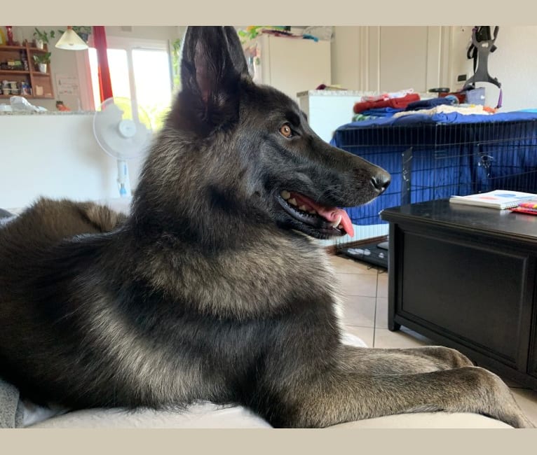 Embark Dog DNA Test Breed