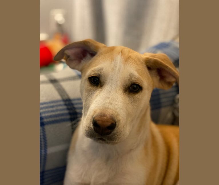 Baxter Park, an American Pit Bull Terrier and Siberian Husky mix tested with EmbarkVet.com