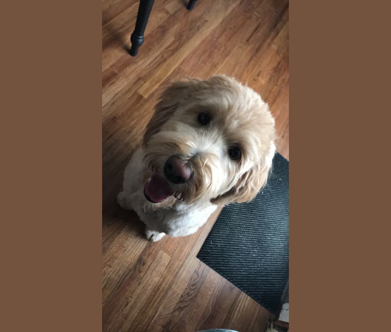 Embark Dog Dna Test Breed